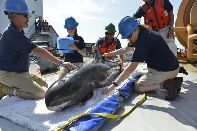 Institute for Marine Mammal Studies